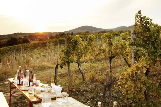 Viñedo en los alrededores de Viena