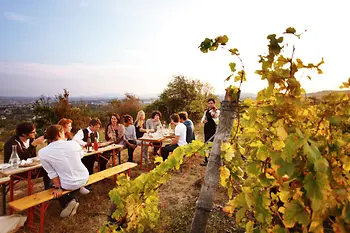 Junge Leute trinken Wein im Weinberg