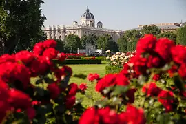 Róże w parku Volksgarten 