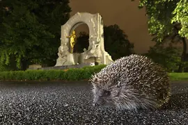 Igel bei nächtlichem Spaziergang im Stadtpark beim Johann-Strauß-Denkmal