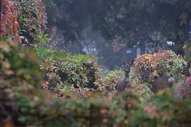 Sarny jesienną porą na Cmentarzu Centralnym