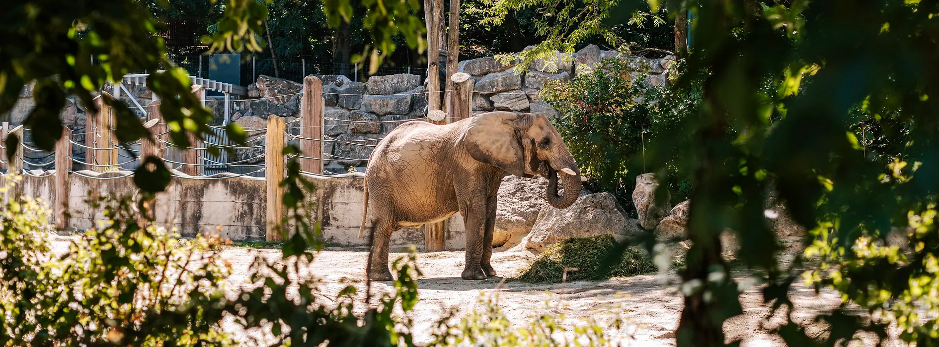 Elefant im Tiergarten Schönbrunn