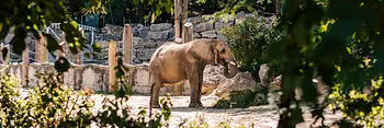 Elefante del zoológico Schönbrunn