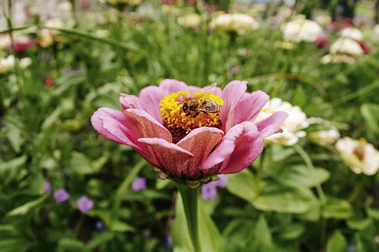 Abeille sur une fleur