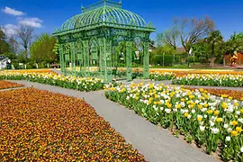 Blooming flowers in Hirschstetten 