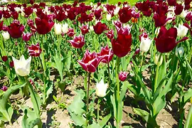 Fabulous flowers in Hirschstetten 