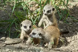 Meerkat babies in Schönbrunn Zoo 