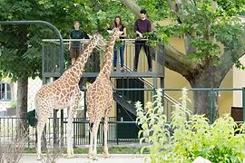 シェーンブルン動物園 ２頭のキリンに餌を与える訪問者