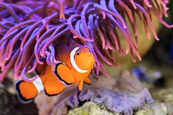 anemone clown