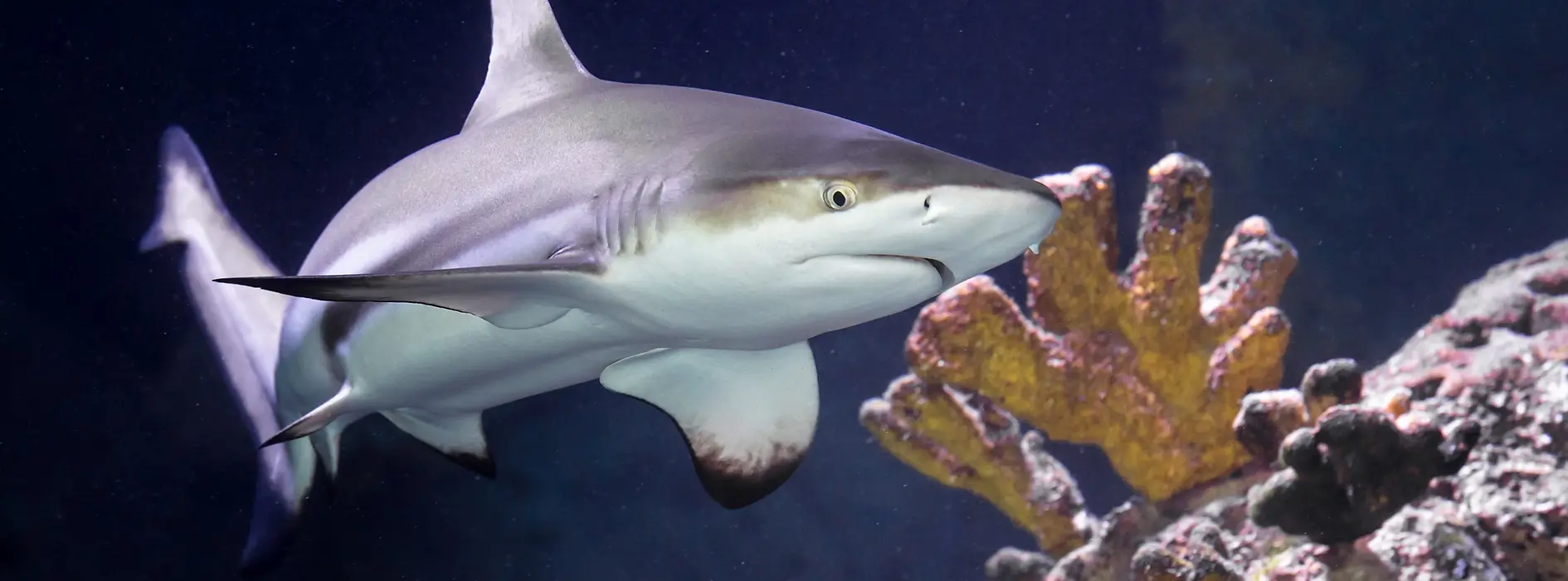 Shark in the Aqua Terra Museum