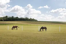 Horses in the pasture