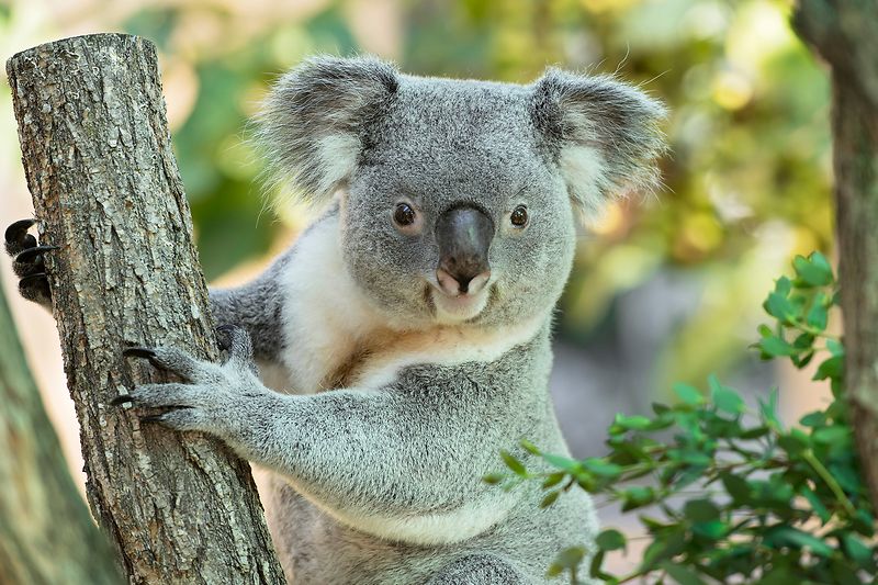 Schonbrunn Zoo Baby Baby Baby Vienna Now Forever