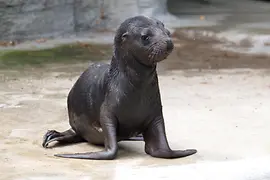 Maned seal baby in Schönbrunn Zoo 
