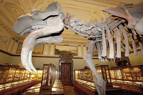 Skeleton of a mammoth