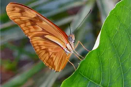 Mariposa en la casa de las mariposas del Burggarten