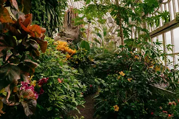 Schmetterlinghaus im Burggarten