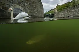 ウィーン川の白鳥と魚