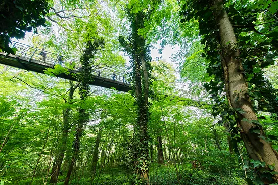 Suspension bridge and trees along the nature experience trail in Schönbrunn Zoo 