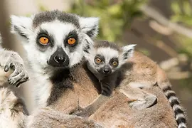 Katta-Jungtier mit Mutter im Tiergarten Schönbrunn