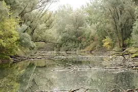 Das Heustadlwasser im Wiener Prater