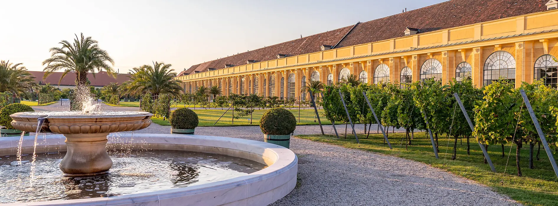 Weingarten in Schönbrunn 