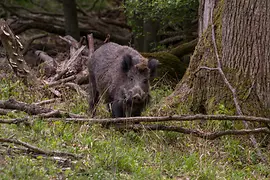 Wildschwein im Lainzer Tiergarten