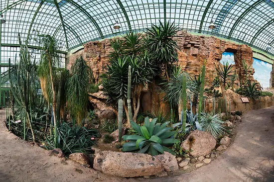 Cactus sur des roches dans la Maison du Désert