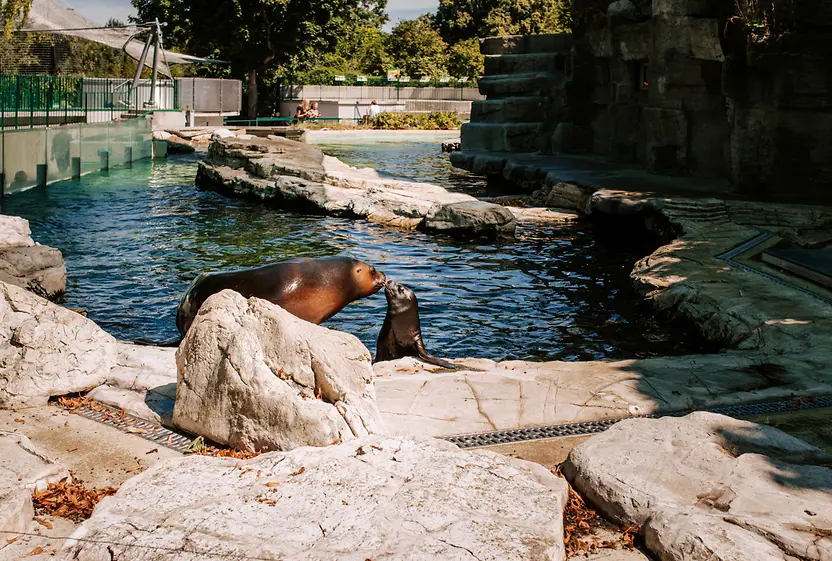 Seals at Schönbrunn Zoo