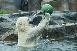 Eisbär im Wasser mit Ball im Tiergarten Schönbrunn