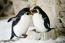 Rockhopper penguins