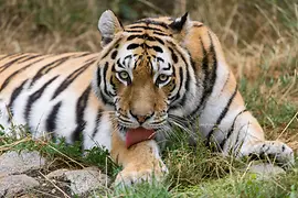 Sibirischer Tiger im Tiergarten Schönbrunn