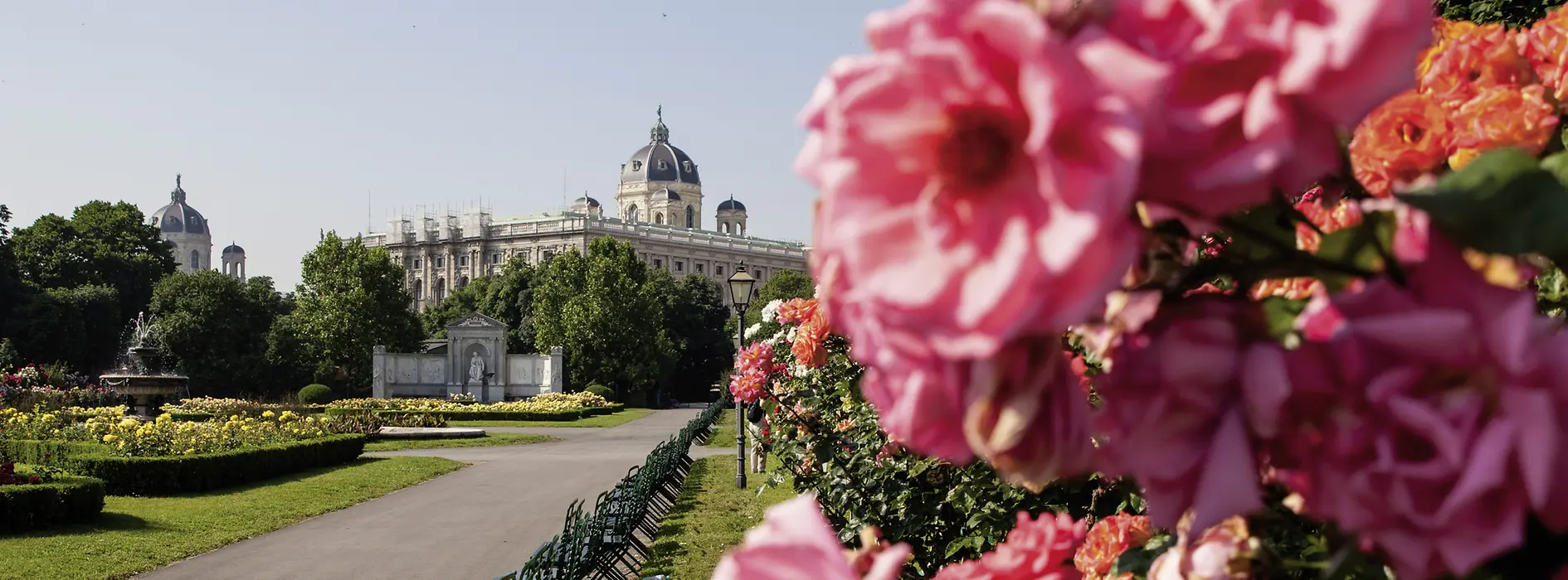 Rosebushes at Volksgarten Vienna