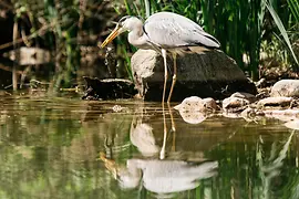 Grey heron