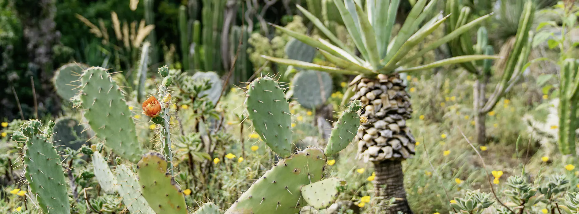 Botanischer Garten