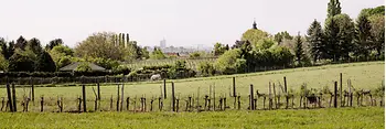 Vineyards in Stammersdorf