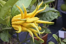 Schönbrunn citrus collection, Buddha’s Hand