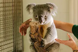 Schönbrunn Zoo, Koala 