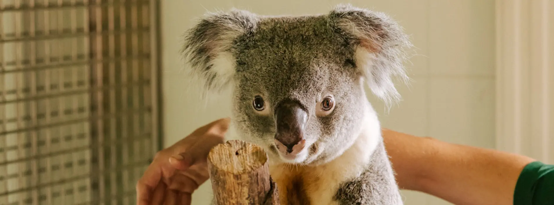 Schönbrunn Zoo, Koala 