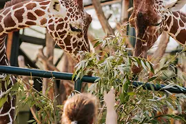 Schönbrunn Zoo, giraffes 