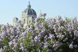 自然史博物館前 花の咲いた低木