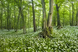 ベアラオホ（クマニラ）の花が咲く森