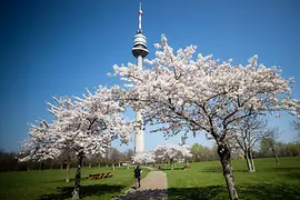 Cherry blossom in the Danube Park, walkers, view of Danube Tower