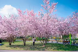 市立公園 サクラの花