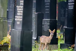 Sarna stojąca między pomnikami na Cmentarzu Centralnym w Wiedniu