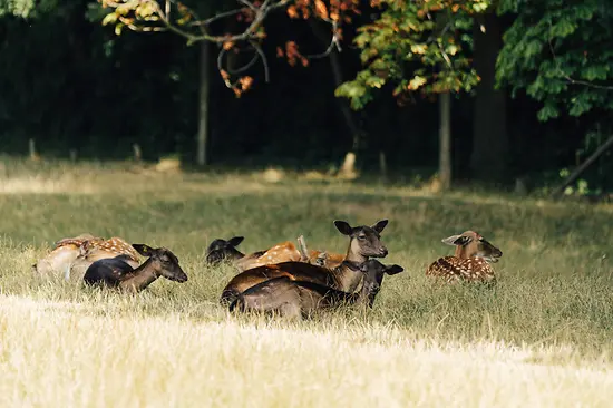 Rehe im Lainzer Tiergarten