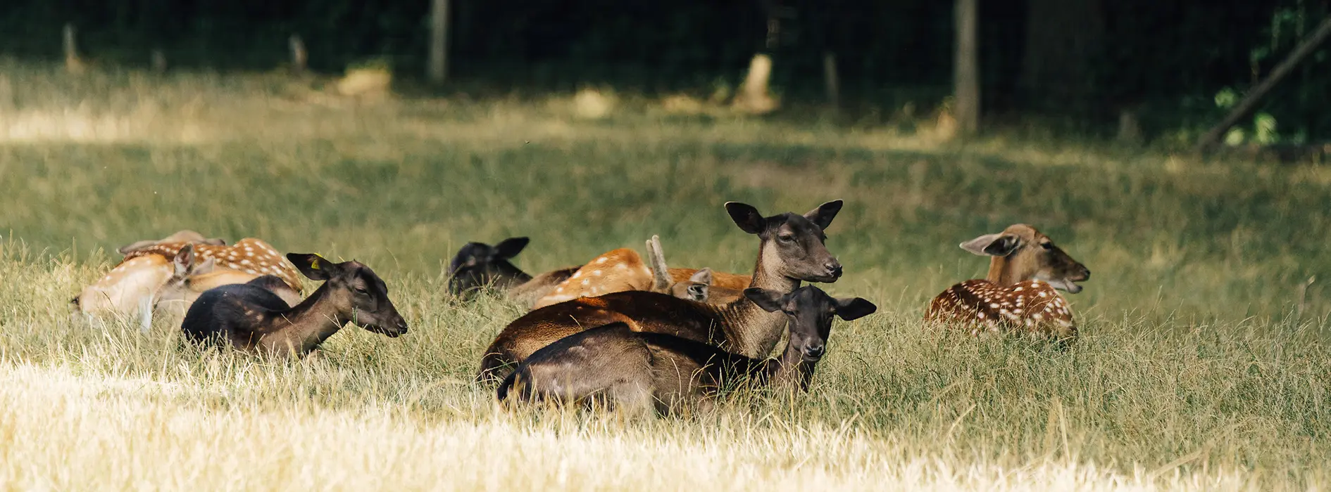 Deer in the Lainz Game Reserve