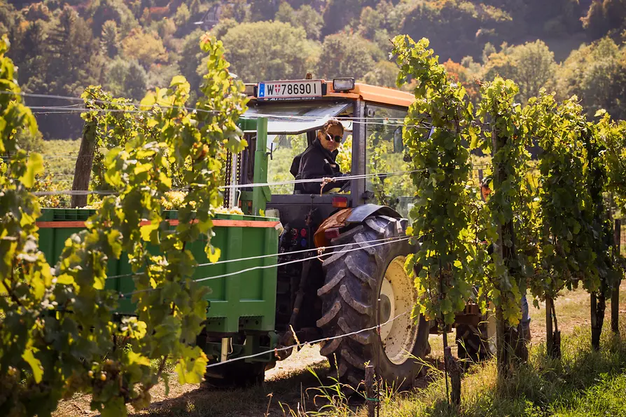 Un trattore nei vigneti di Vienna