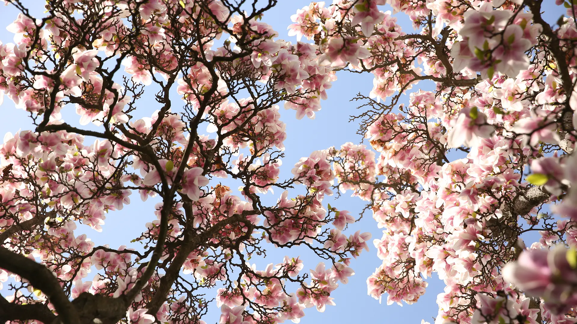 Cherry Blossom Trees Virtual Tours - How to Take a Free Google