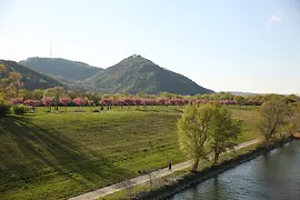 Baumgruppe auf der Donauinsel, dahinter der Kahlenberg