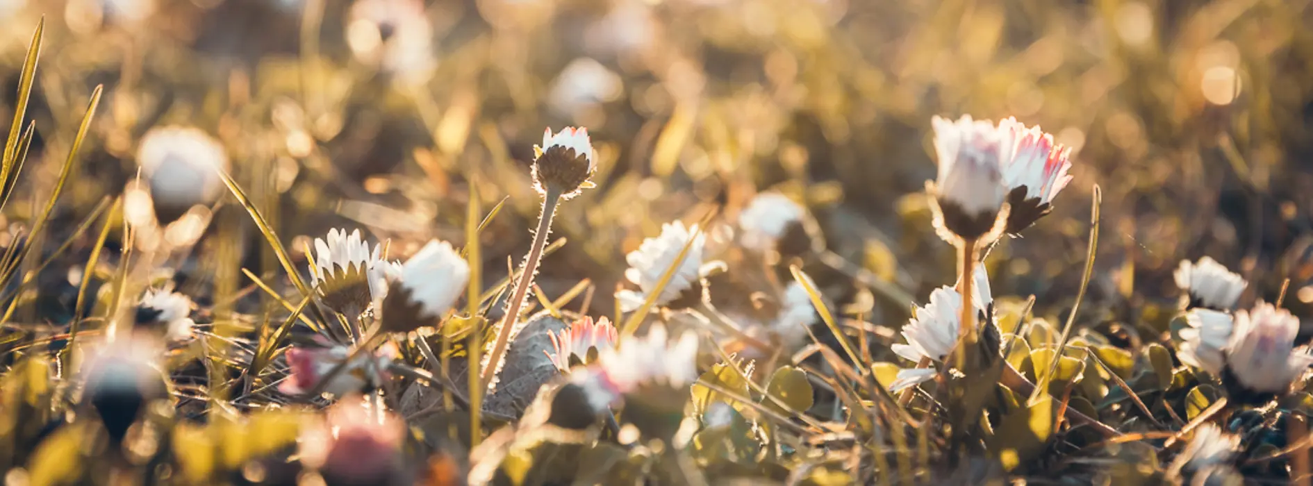 Blumen in der Sonne